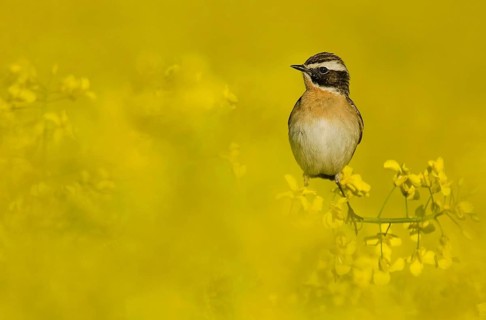 Whinchat in the rape
