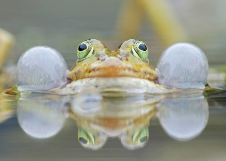 Water frog