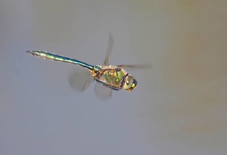 Shiny Emerald Damselfly