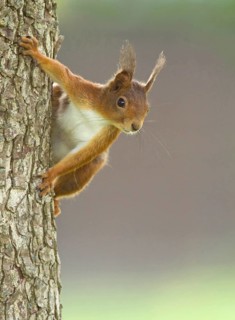 Squirrel