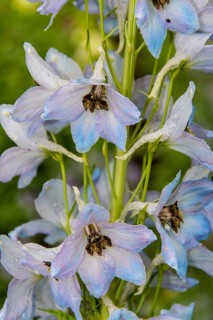 LARKSPUR