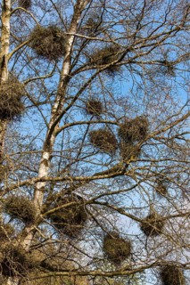 (Betula pendula) BIRCH and TAPHRINA BETULINA