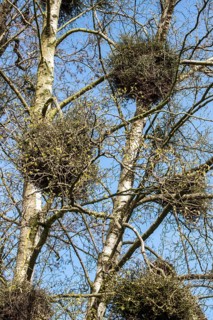 (Betula pendula) BIRCH and TAPHRINA BETULINA