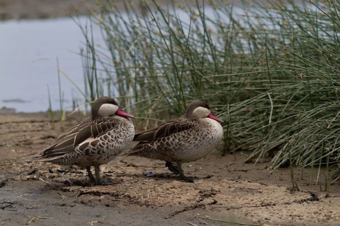 Red-billed Duck