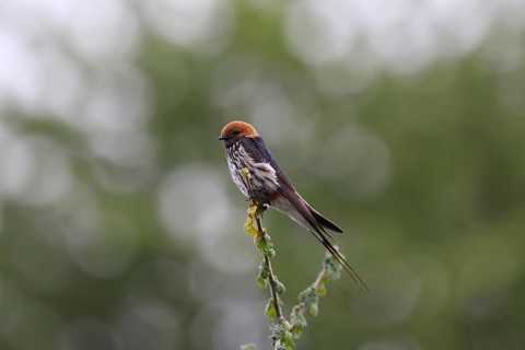 Little Striped Swallow