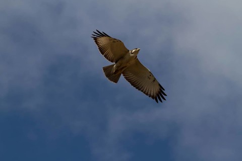 Augur Buzzard