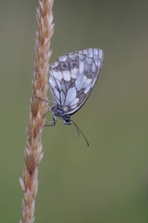 Checkered butterfly