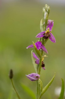 Bee orchid