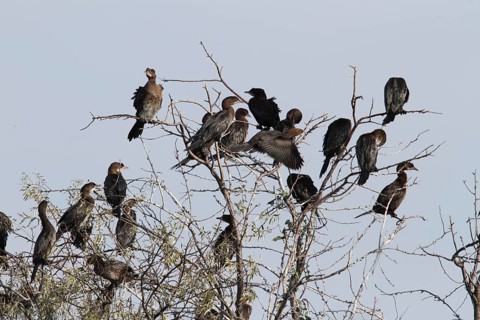 Pygmy Cormorant