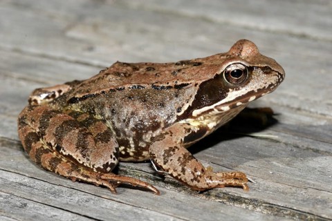 Agile frog