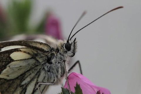 Checkered butterfly