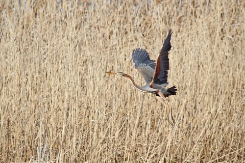 Purple Heron