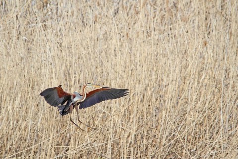 Purple Heron