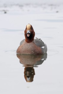 Wigeon