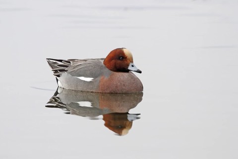 Wigeon