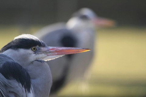 Grey heron