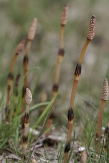 Field horsetail