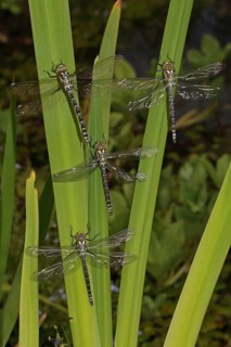 Blue-green Mosaic Dragonfly