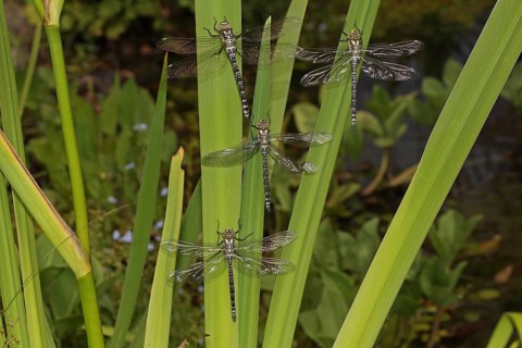 Blue-green Mosaic Dragonfly