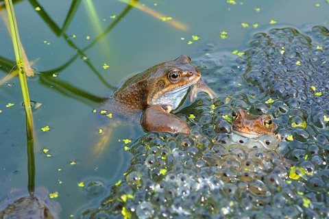 Grass frog