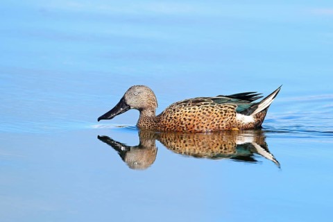 Fox Spoon Duck