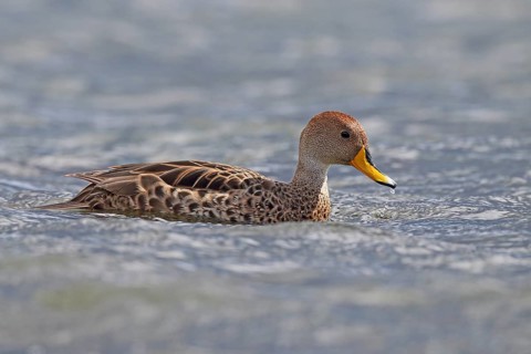 Sharp-tailed Duck