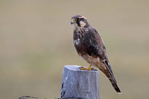 Aplomado Falcon