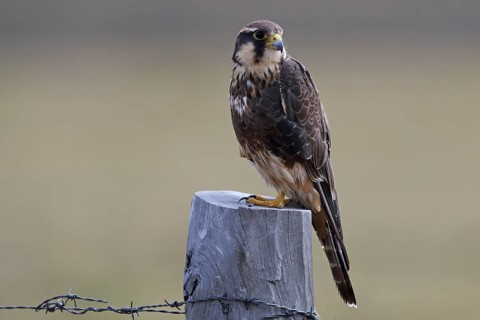 Aplomado Falcon