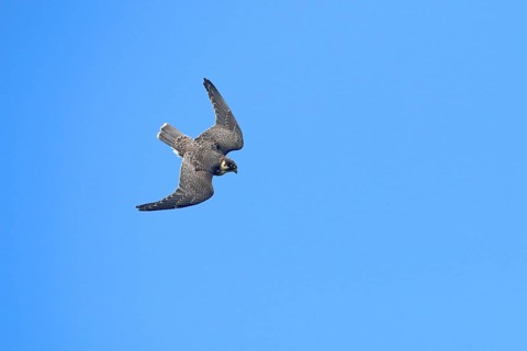 Hobby