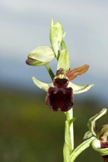 Early Spider Orchid