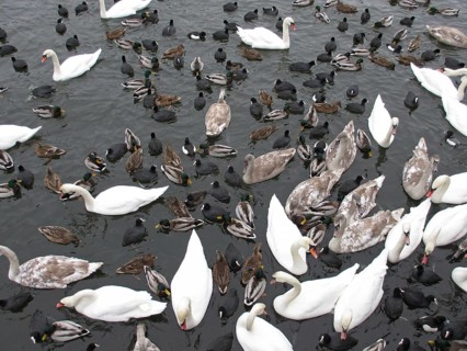 Mallards