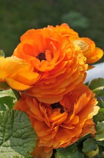 Asian buttercup