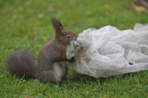 Squirrel