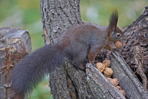 Squirrel