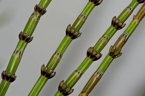 Horsetail