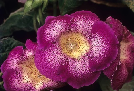 Gloxinia flower