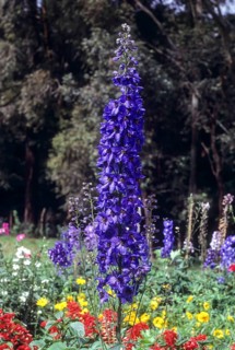 (Delphinium) flower Pacfic Giants Ice Plant in Botanical Garden at Udhagamandalam Ooty, Nilgiris,