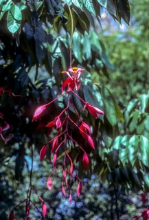 Tree of heaven flowering tree