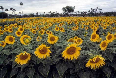 Sunflower