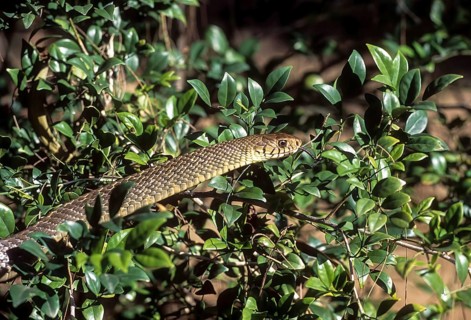 Indian Rat Snake