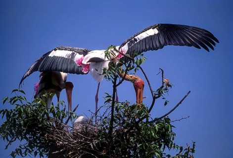 Painted stork