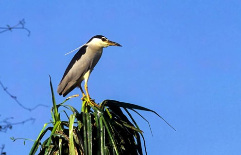 Bird Night heron