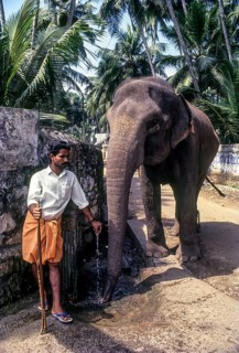 Temple elephant drinking water in a street tap in Thiruvananthapuram