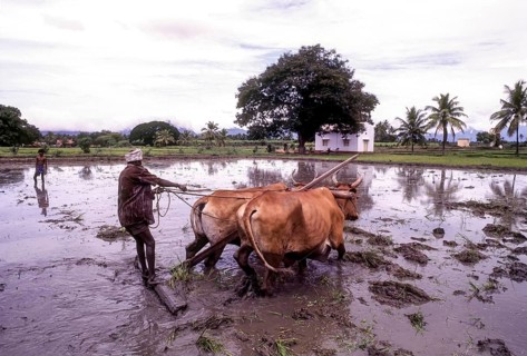 Man ploughing levelling a rice field with two bullocks at Coimbatore