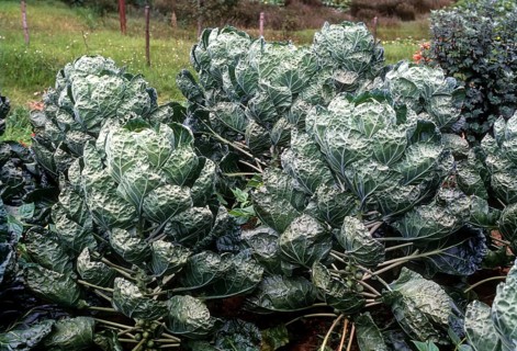 Brussel sprouts