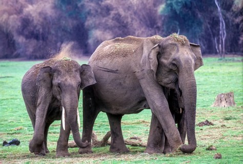 Elephants