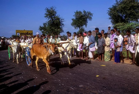 Bullock cart Rekla race in Madurai