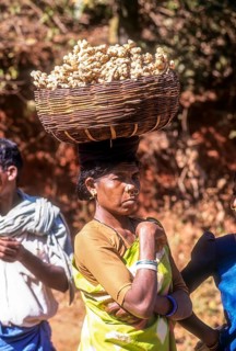 A tribal woman carrying a basket full of ginger on her head for sale at Sunkarametta tribal weekly market in Araku Valley near Visakhapatnam Vizag