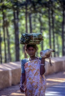 A tribal woman carrying a bundle on her head and a Hen on her hand for sale at Sunkarametta tribal weekly market in Araku Valley near Visakhapatnam Vizag