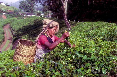 Tea picker in a Rajamalai plantation in Munnar